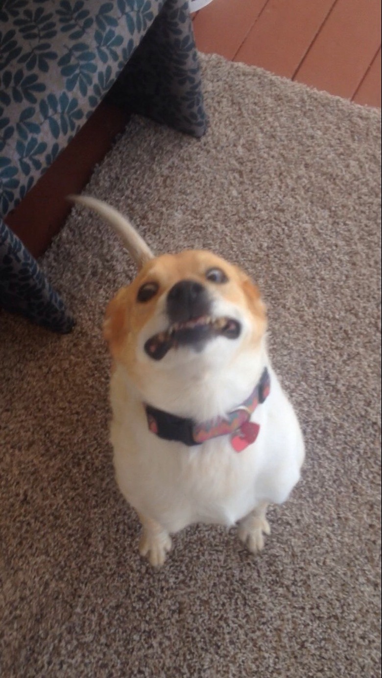 dog excited to go on walk