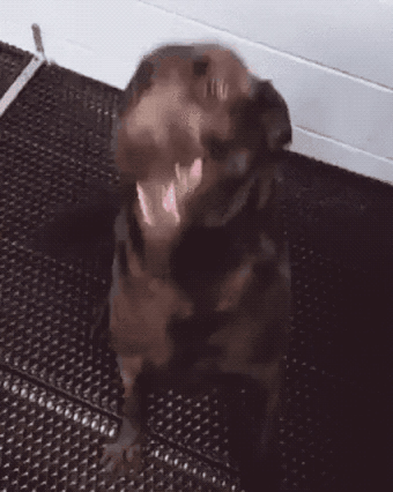 dog excited to go on walk