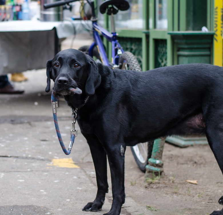 Dog holding its own leach.