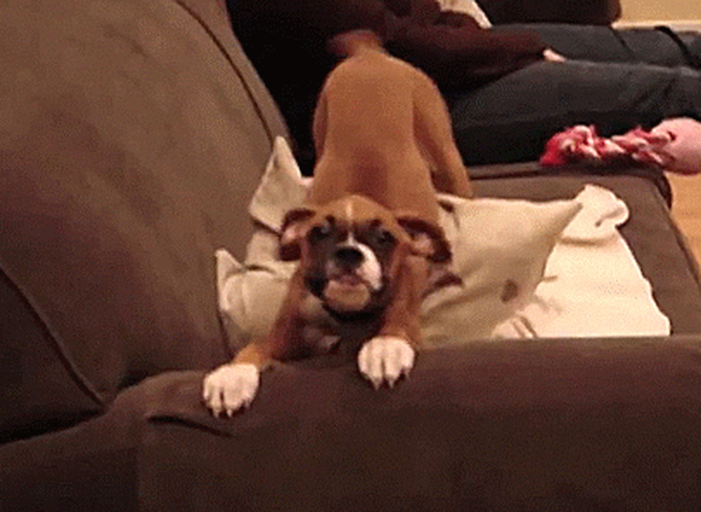 boxer dog wiggling in excitement