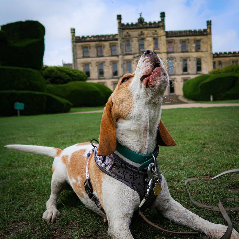 dog excited about walk