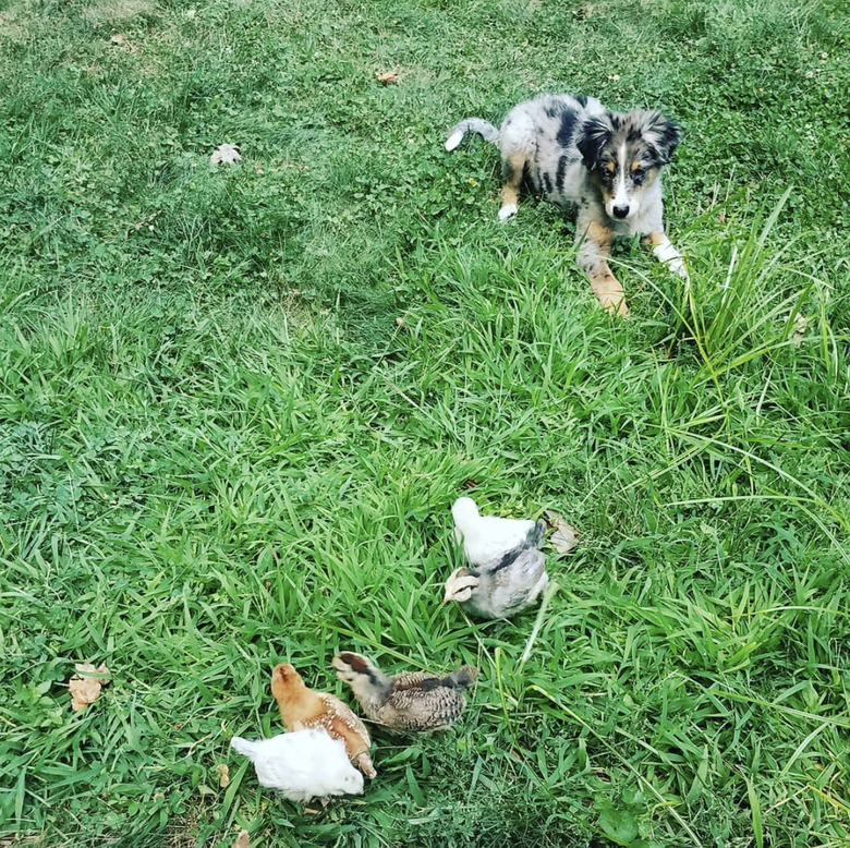 Australian shepherd puppy looking at chicks.