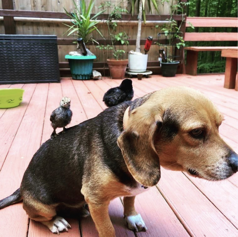 two black chicks standing on a dog's back.