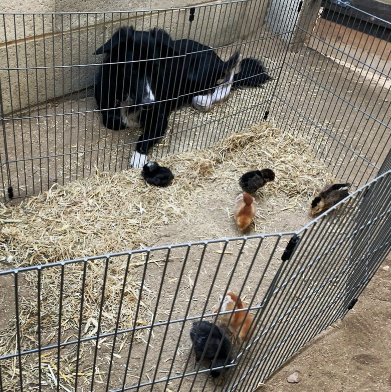 dog looking at chicks inside a cage.