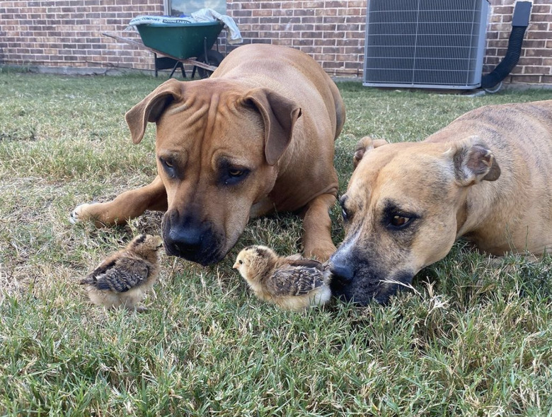 two dogs sniffing two little fluffy chicks.