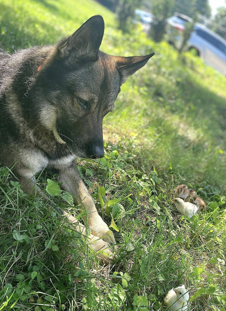 German shepherd dog staring at tiny yellow chick.