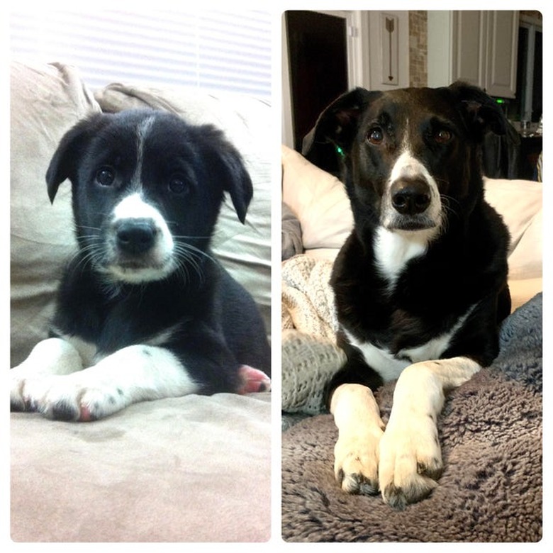 Side-by-side photos of dog as puppy and adult