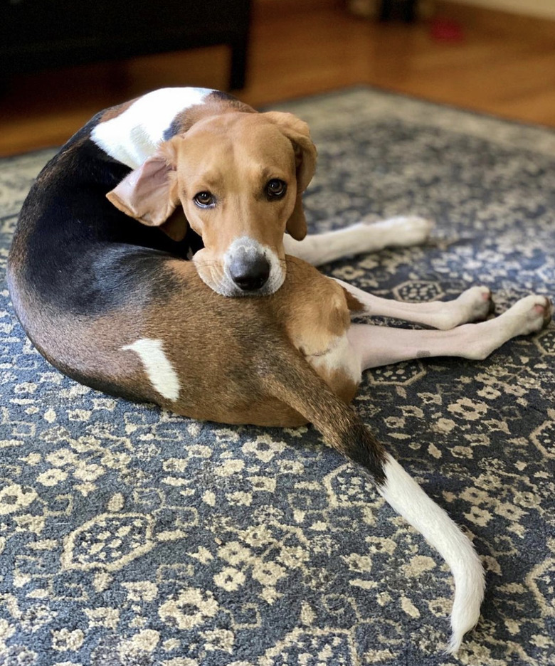 cute dog with one ear flipped out