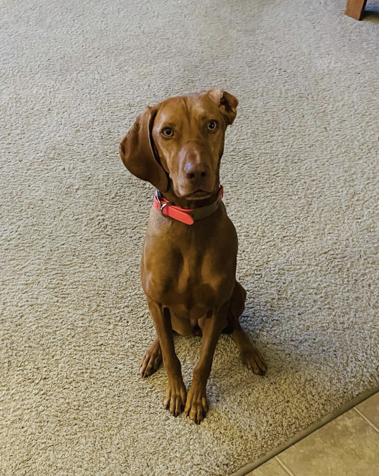 dog with ear flipped inside out