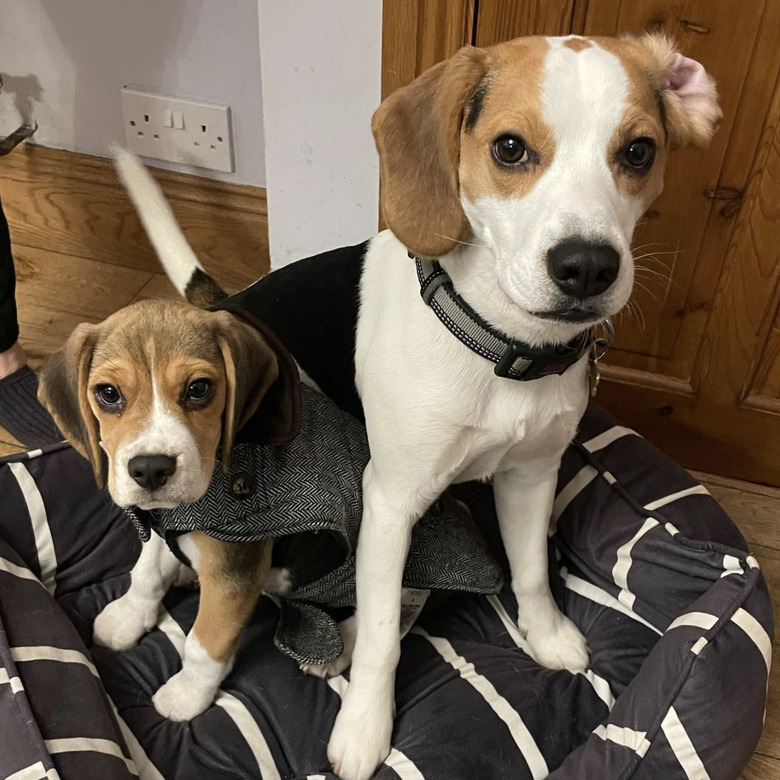 dog with ear inside out standing next to a smaller dog