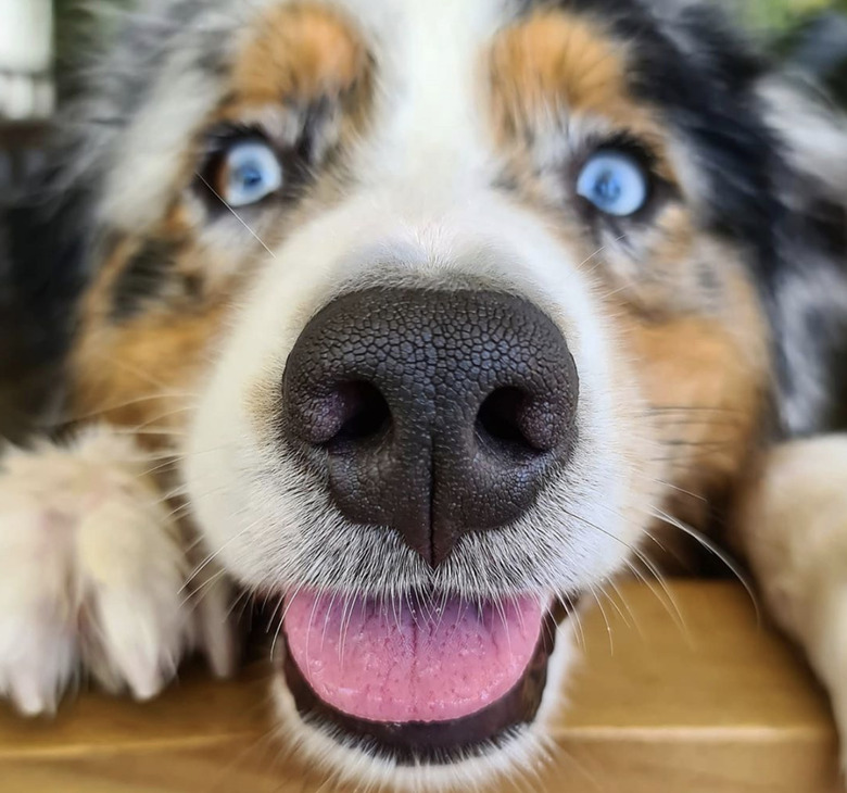 close up of dog nose