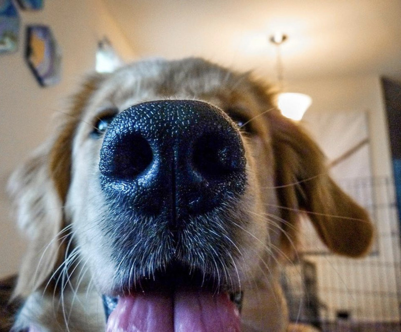 close up of dog nose