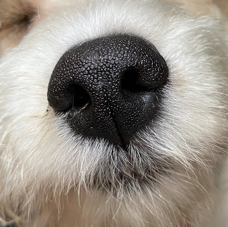 close up of cavachon nose