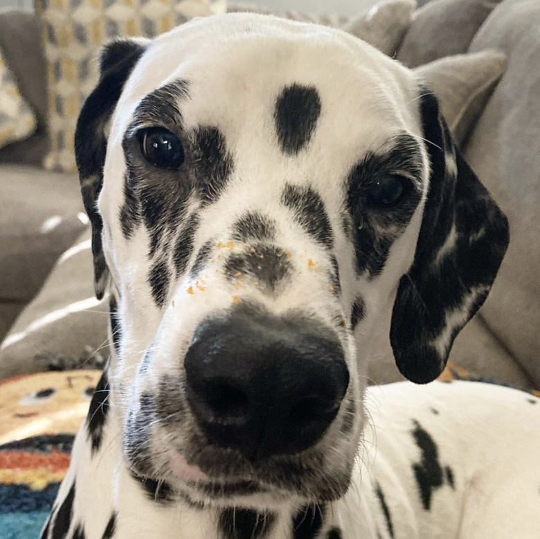 close up of dalmatian nose