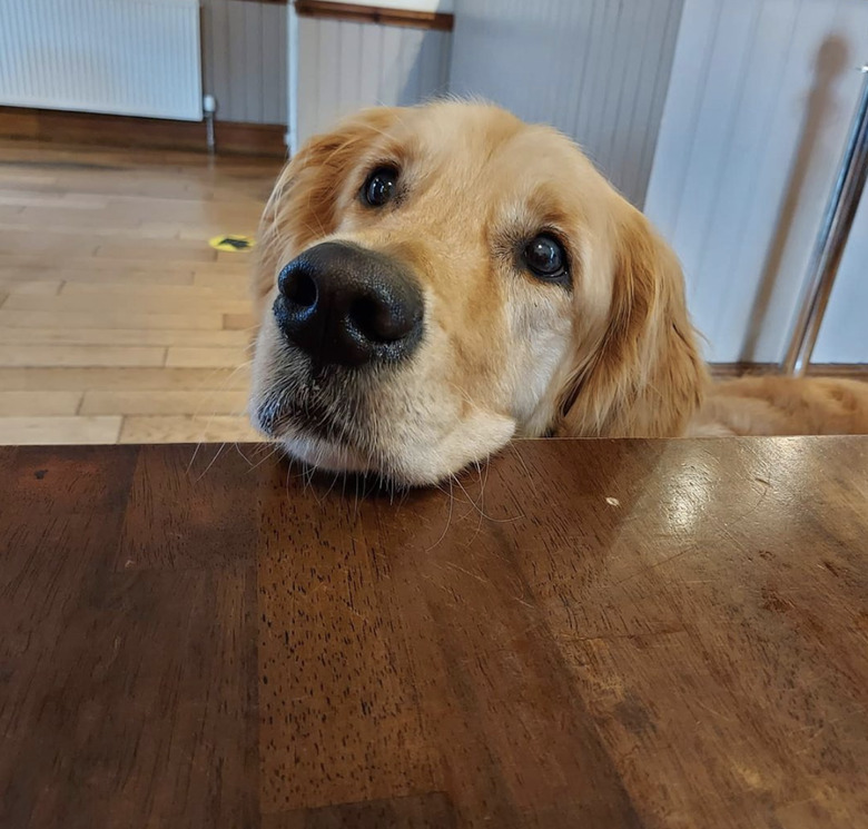 golden retriever nose