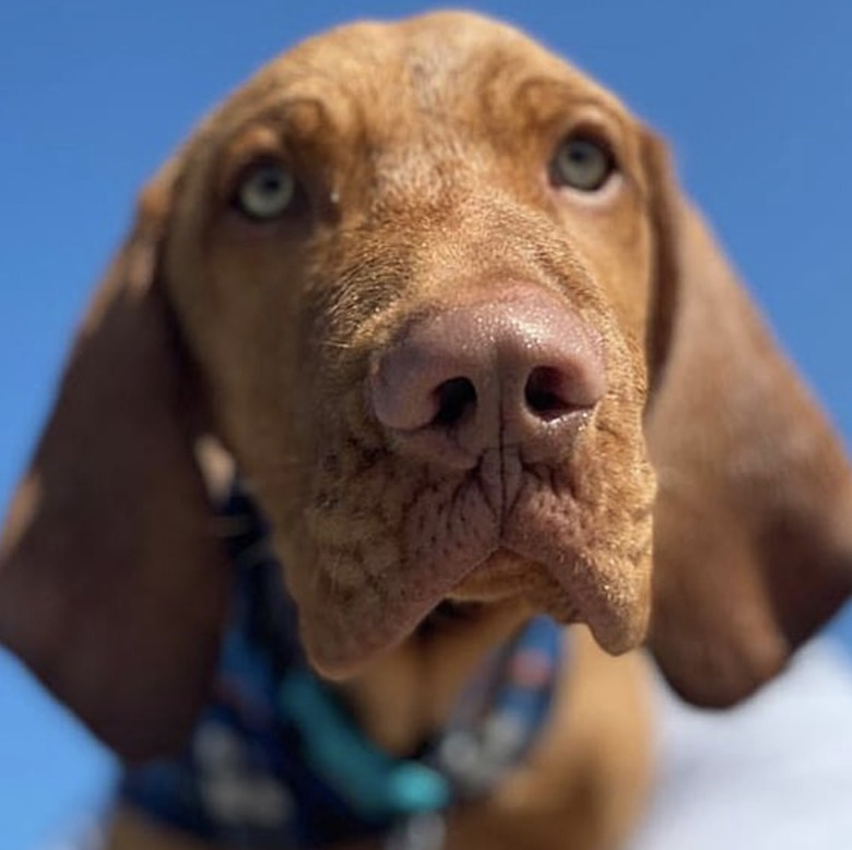 close up of dog nose