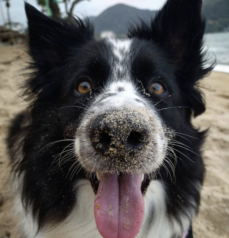 sandy dog nose