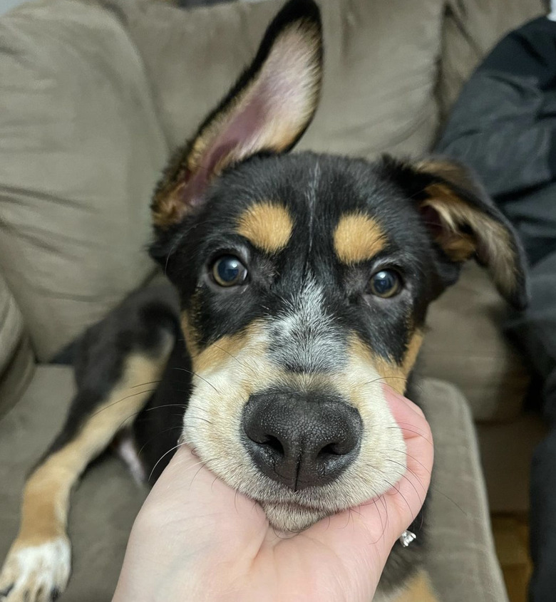 black dog with orange eyebrows