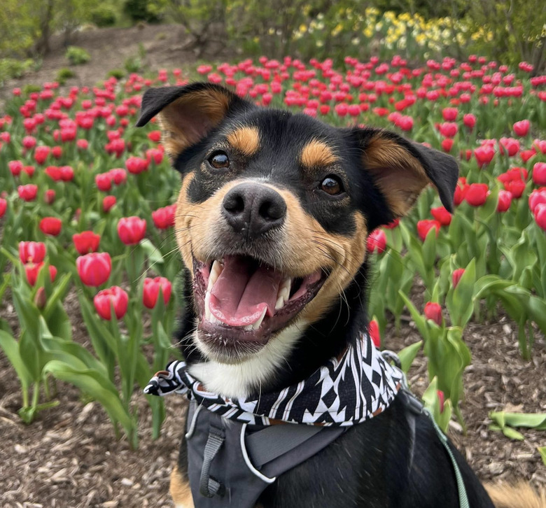 black dog with orange eyebrows