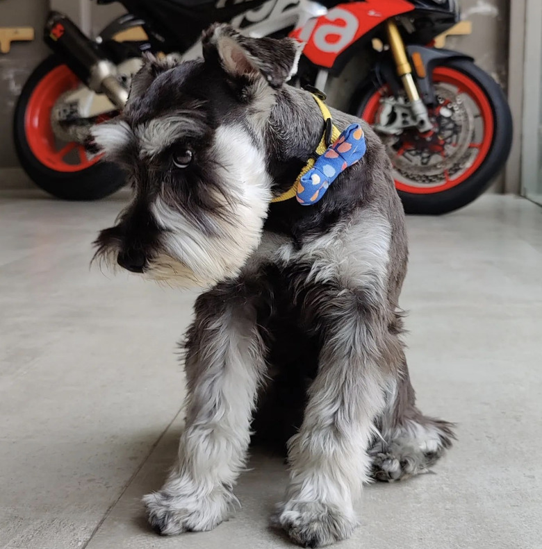 schnauzer dog with gray bushy eyebrows