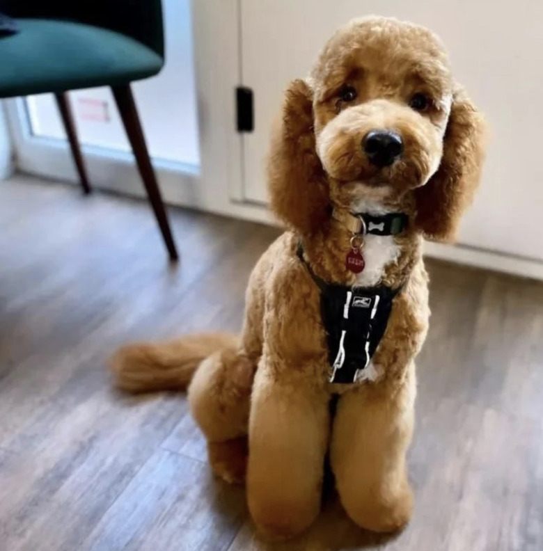 fluffy groomed dog with groomed eyebrows