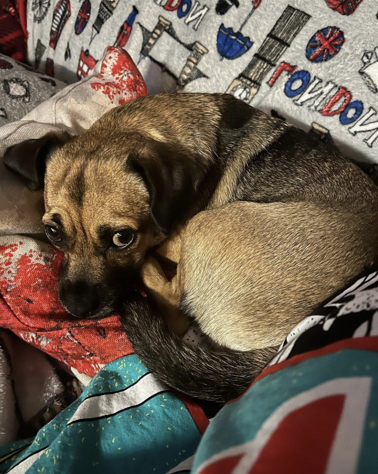 dog with expressive eyebrows