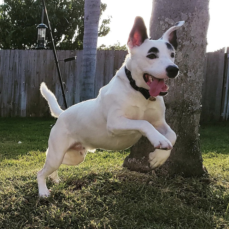 white dog with black eyebrows