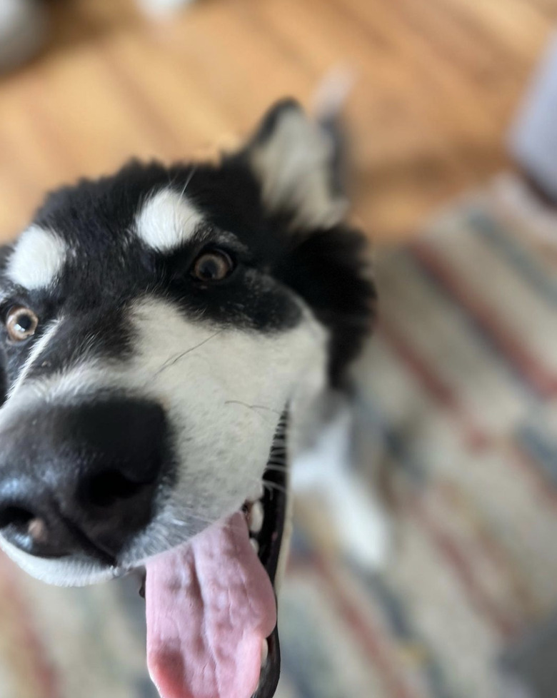 cute black dog with white eyebrows