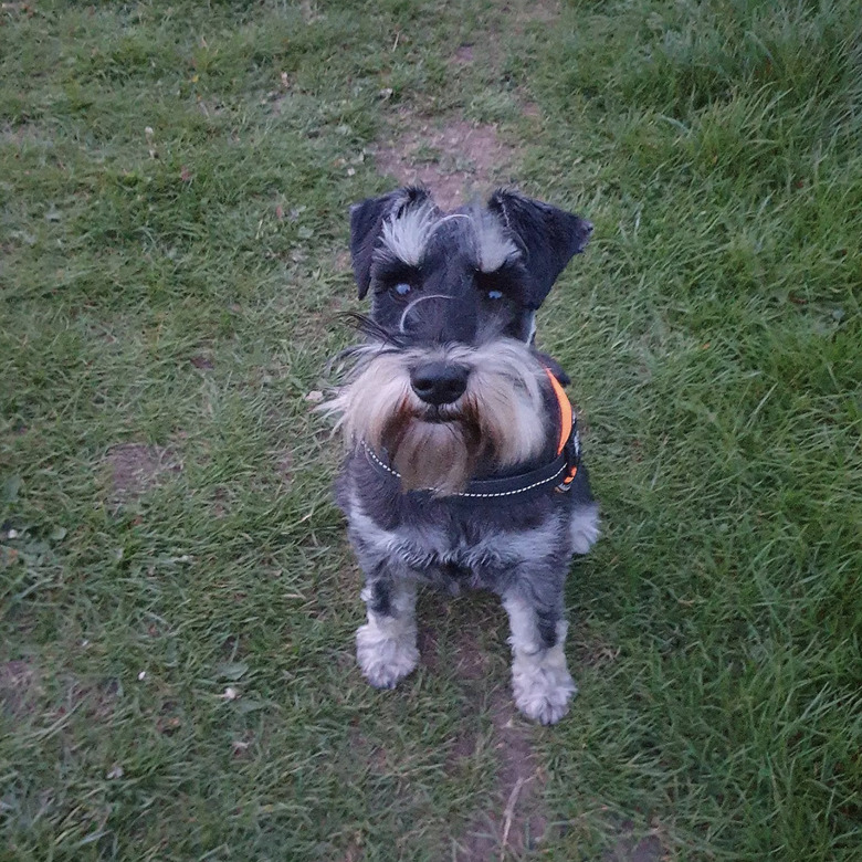 cute schnauzer dog with bushy eyebrows