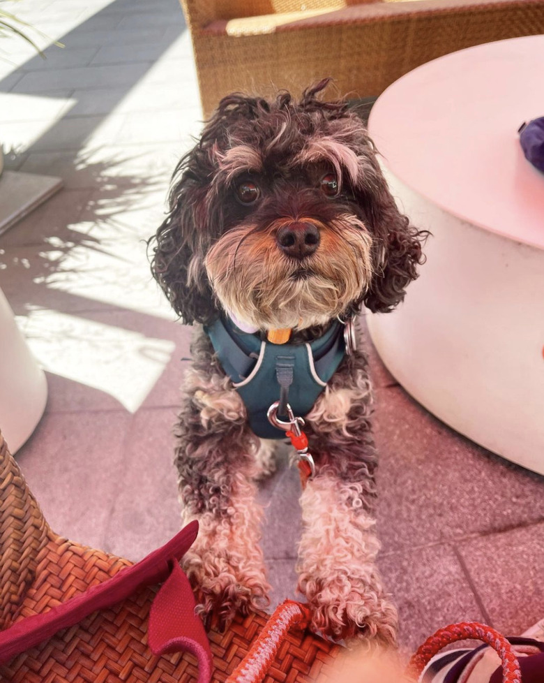 shaggy dog with long eyebrows