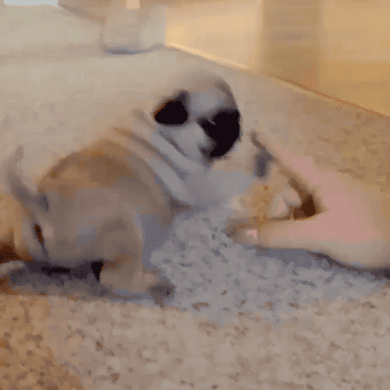 pug puppy fights hand monster