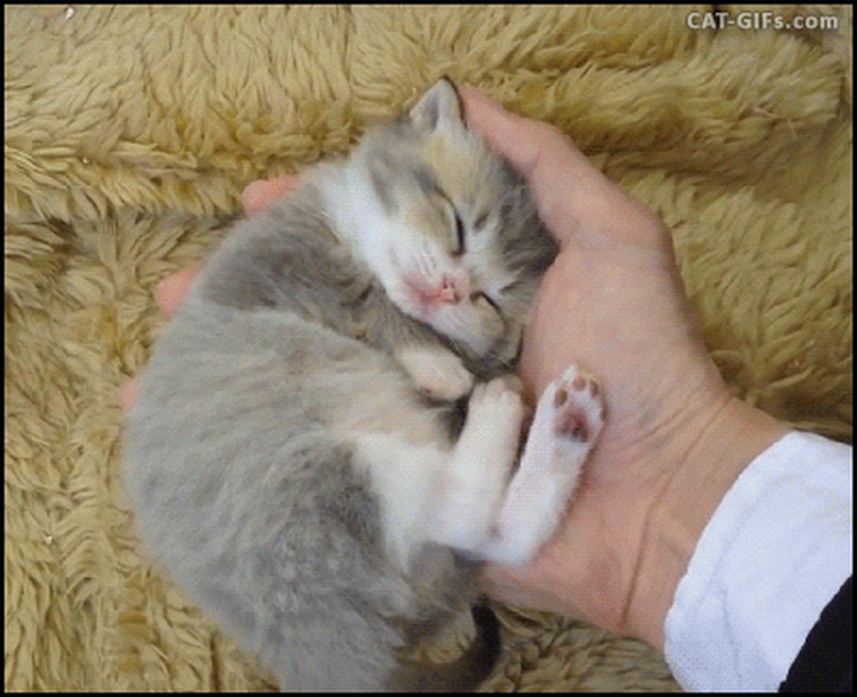 kitten sleeping in human's hand