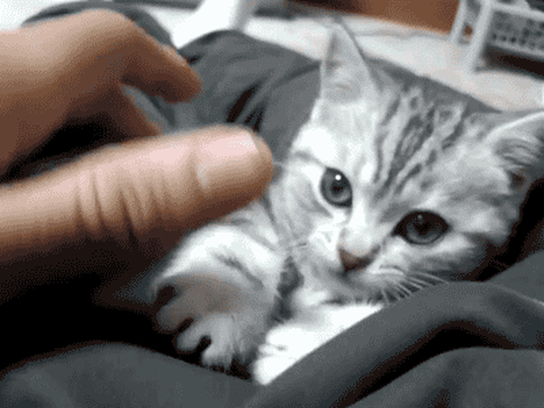 cat plays with human's hand