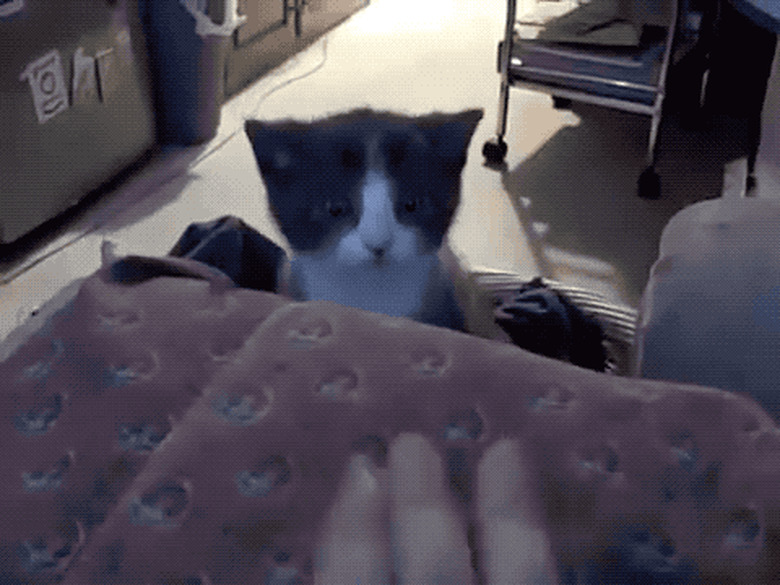 kitten wary of hand monster