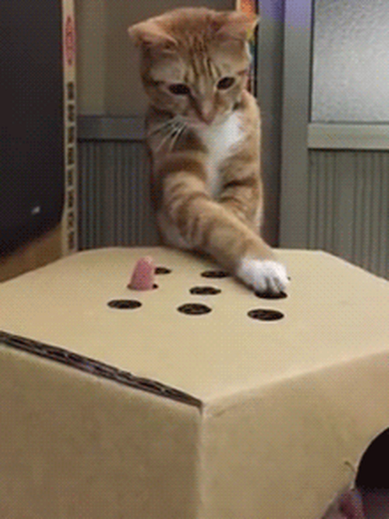 kitten plays whack-a-mole with human fingers