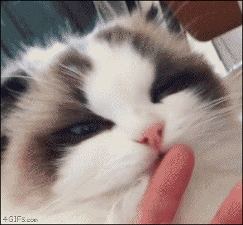 cat licks human hand