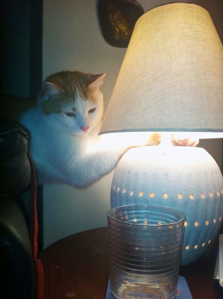 cat warming paws on lamp.