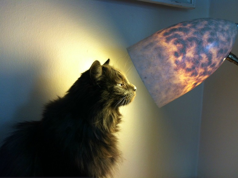 Cat gazing into a lamp.