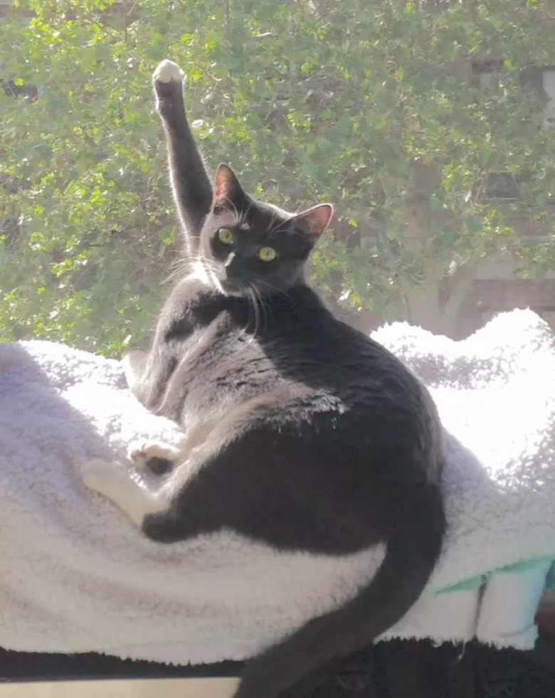 Cat on windowsill soaking in the sun.