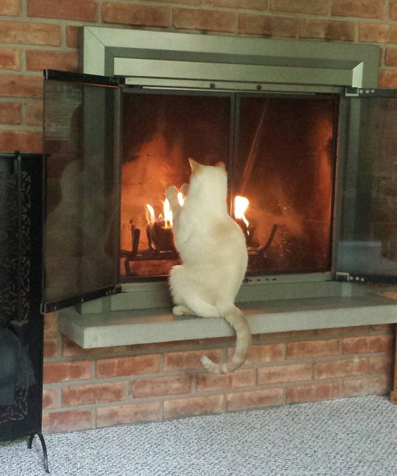 Cat in front of fireplace.