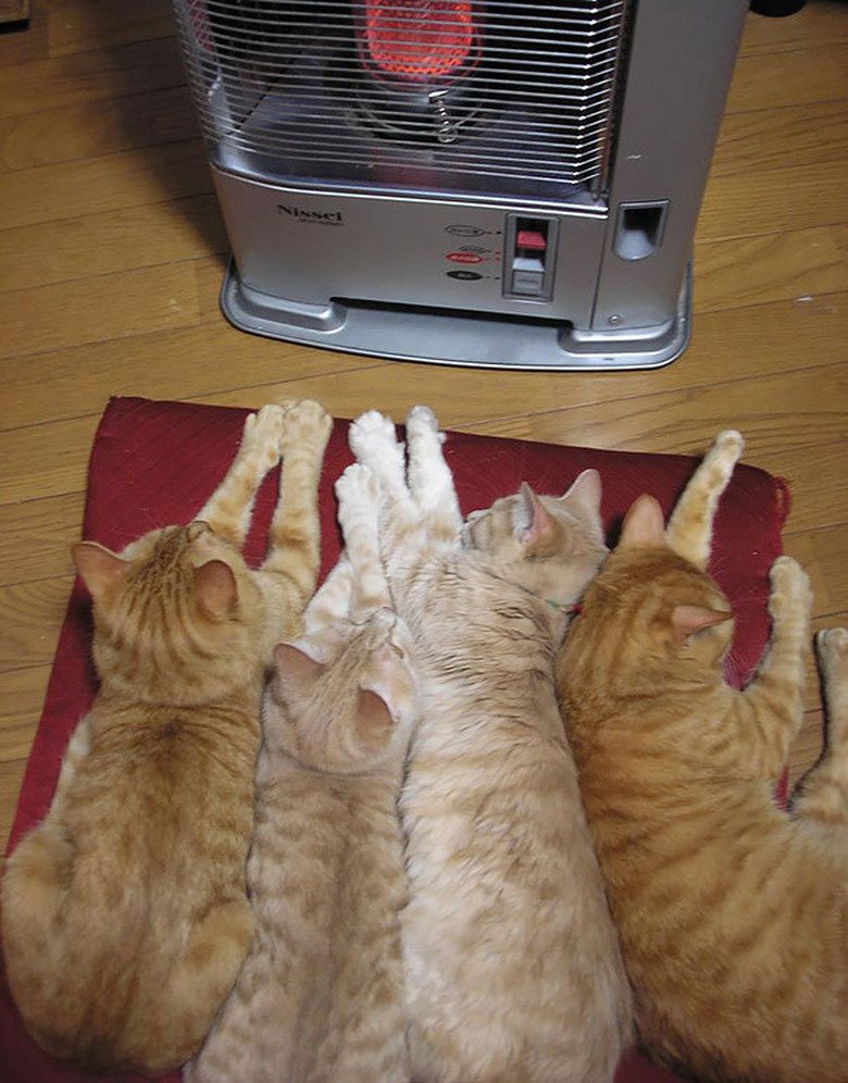 Four cats in front of a space heater.