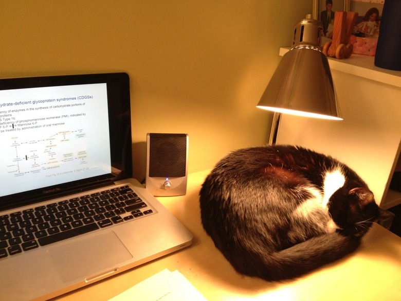 Cat under lamp on desk.