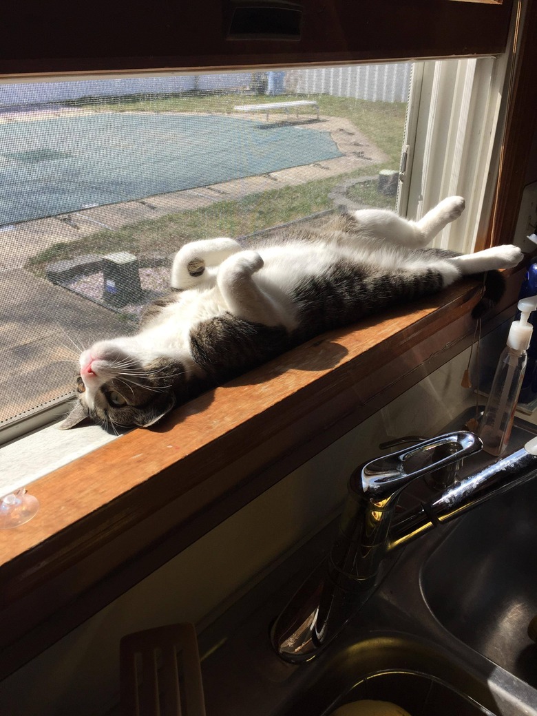 Cat laying on its back on a sunny windowsill.