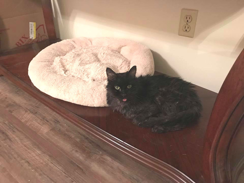 Silly cat sits next to cat bed