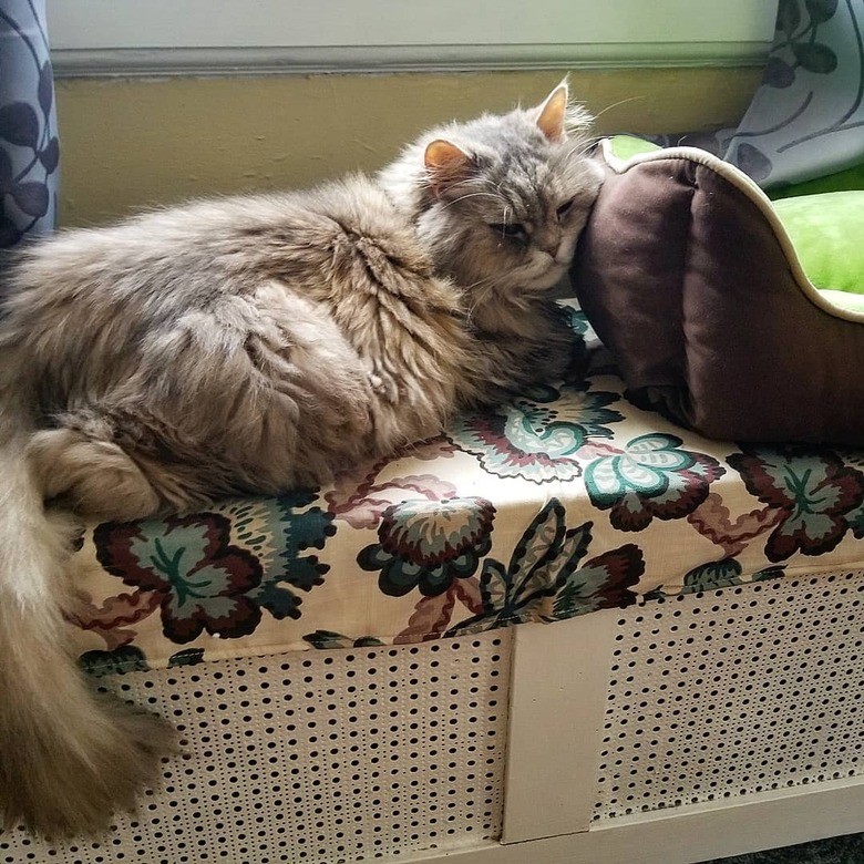 Cat uses cat bed as cat pillow