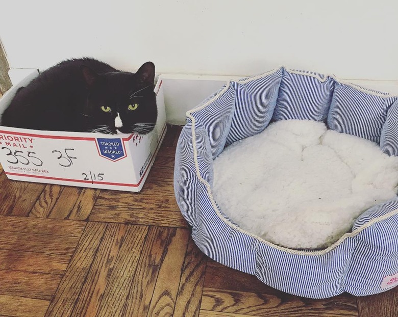 Cat sleeps in box instead of cat bed