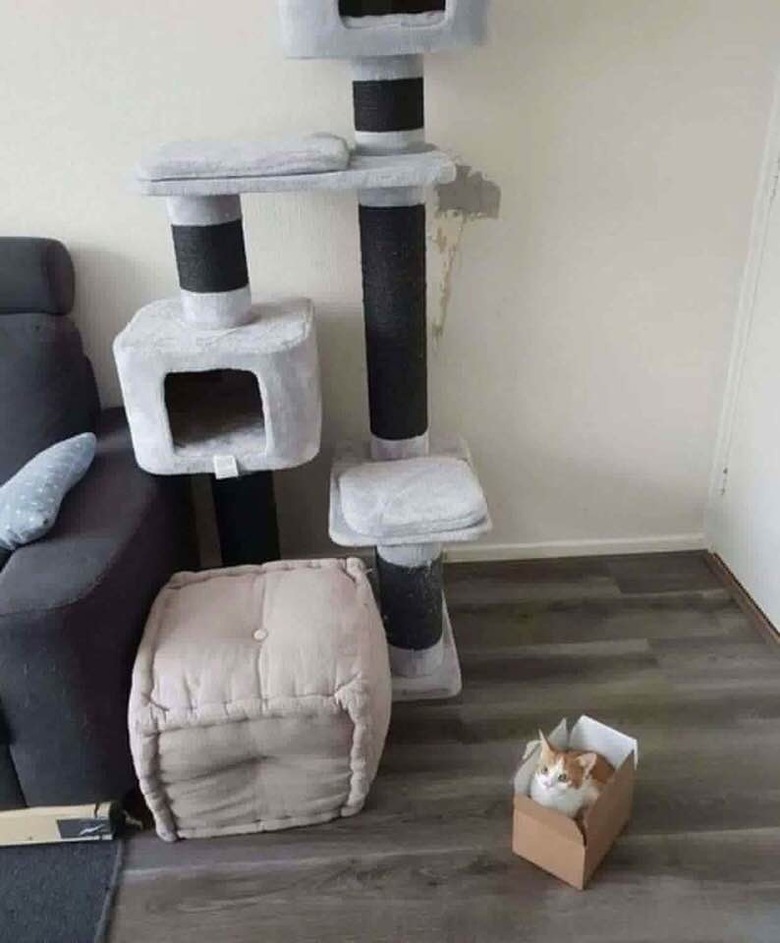 Cat sleeps in box instead of cat tree with bed