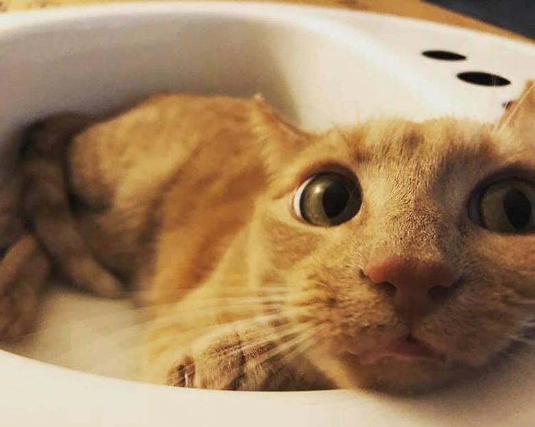 Cat prefers sink to cat bed