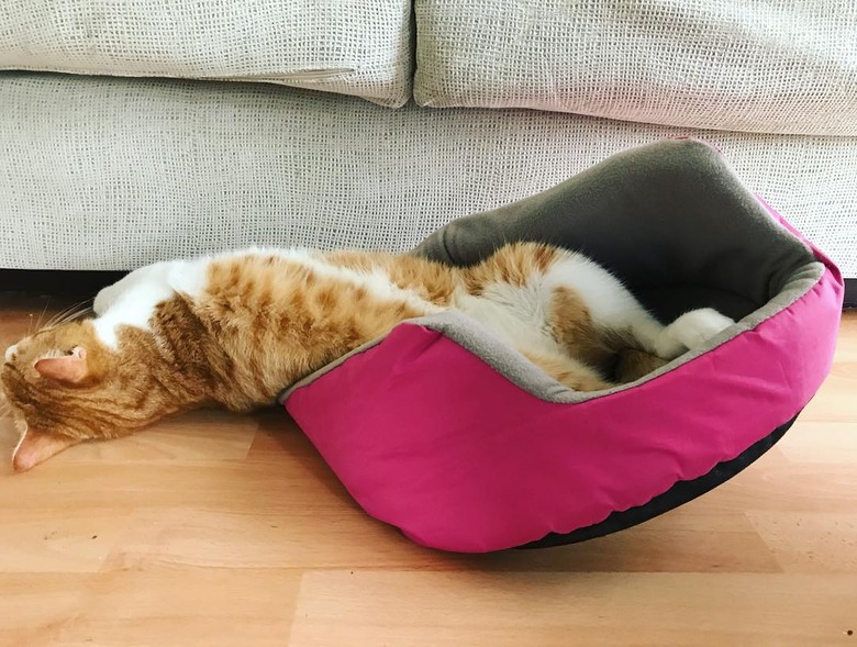 Cat sleeps half in bed, half out