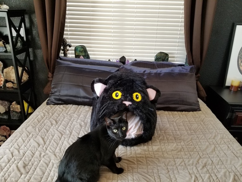 Cat openly skeptical of cat bed shaped like cat